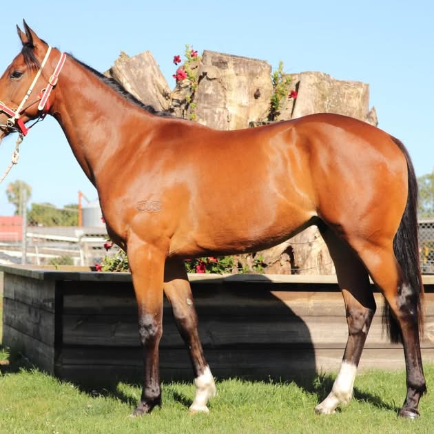 4 yo Gelding Majestic Thunder by Stratum Star x Perfect Spirit, For Sale by Aqua Trained Thoroughbreds Pty limited in New South Wales, Australia

Access the link below for further information.

https://test.bex.glasshouseventure.studio/horse/majestic-thunder

#ownahorse #horseownership #thoroughbred #horseracing #bloodstockexchange #horsesforsale